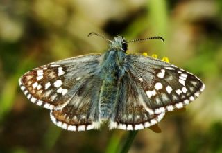 Sar Bandl Zpzp (Pyrgus sidae)