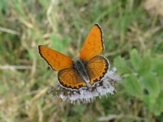Kk Ate Gzeli (Lycaena thersamon)