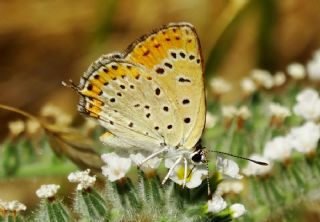 Kk Ate Gzeli (Lycaena thersamon)