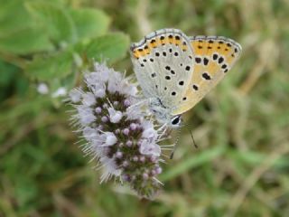 Kk Ate Gzeli (Lycaena thersamon)