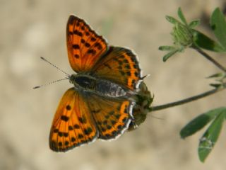 Kk Ate Gzeli (Lycaena thersamon)