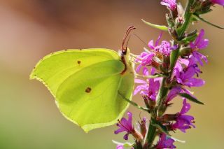Orakkanat (Gonepteryx rhamni)