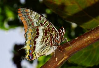 ift Kuyruklu Paa (Charaxes jasius )