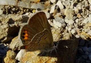 Mcevher Kelebei (Chilades trochylus)