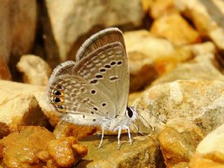 Mcevher Kelebei (Chilades trochylus)