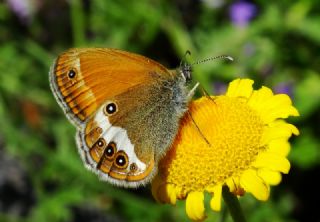 Funda Zpzp Perisi (Coenonympha arcania)