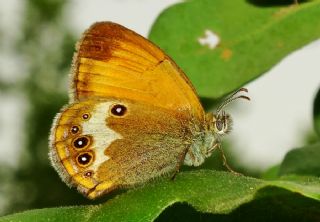 Funda Zpzp Perisi (Coenonympha arcania)