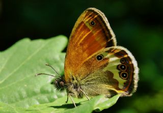 Funda Zpzp Perisi (Coenonympha arcania)