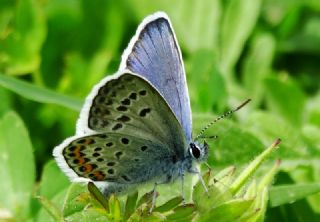 das Mavisi, Esmergz (Plebejus idas)