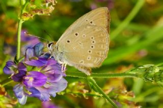 Anormal okgzl (Polyommatus admetus)