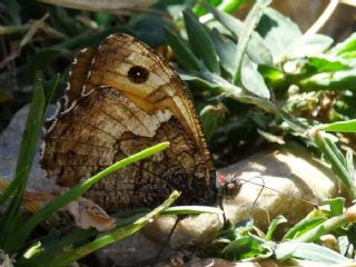 Mersin Kzlmelei (Hipparchia mersina)