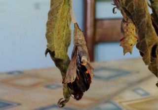 Tavus Kelebei (Inachis io)