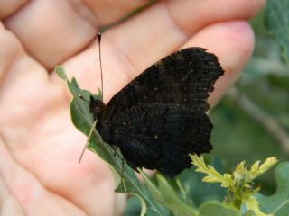 Tavus Kelebe�i&nbsp;(Inachis&nbsp;io)