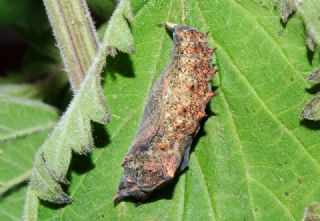 Tavus Kelebei (Inachis io)