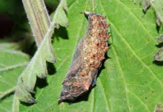 Tavus Kelebei (Nymphalis io)