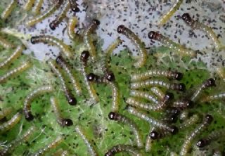 Tavus Kelebei (Nymphalis io)