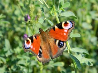 Tavus Kelebe�i&nbsp;(Inachis&nbsp;io)