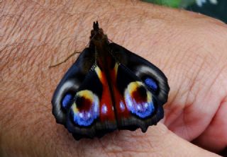 Tavus Kelebei (Inachis io)