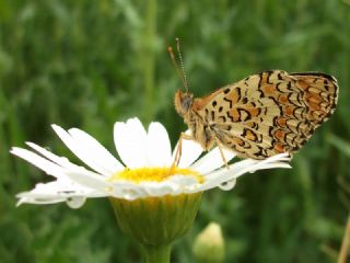 Benekli Byk parhan (Melitaea phoebe)