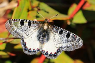 Yalanc Apollo (Archon apollinus)