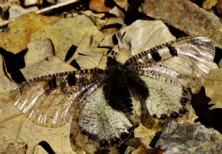 Yalanc Apollo (Archon apollinus)