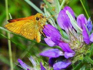 Orman Zpzp (Ochlodes sylvanus)