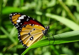 Sultan (Danaus chrysippus)