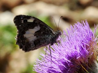 Anadolu Yalanccads (Pseudochazara anthelea)