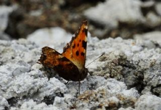 Karaaa Nimfalisi (Inachis polychloros)