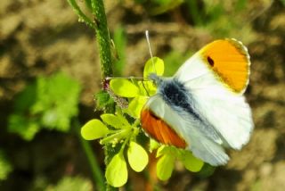 Step Ssls (Anthocharis gruneri)