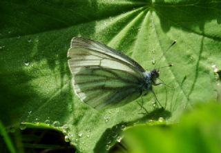 izgili Da Beyazmelei (Pieris bryoniae)