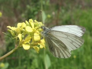 Yalanc Beyazmelek (Pieris pseudorapae)