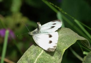 Yalanc Beyazmelek (Pieris pseudorapae)