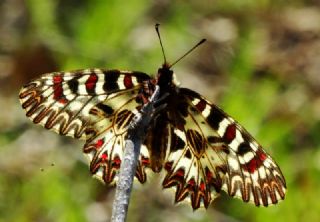 Gney Fistosu (Zerynthia polyxena)