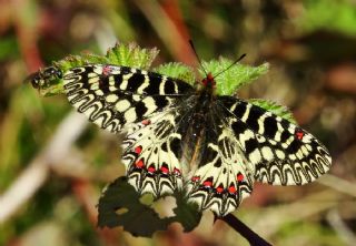 Gney Fistosu (Zerynthia polyxena)