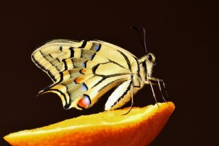 Krlangkuyruk (Papilio machaon)