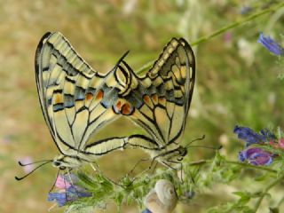 Krlangkuyruk (Papilio machaon)