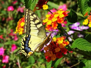 Krlangkuyruk (Papilio machaon)