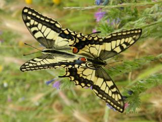 Krlangkuyruk (Papilio machaon)