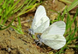 Narin Orman Beyaz (Leptidea sinapis)
