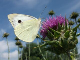 Byk Beyazmelek  (Pieris brassicae)