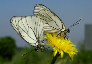 Al Beyaz (Aporia crataegi)