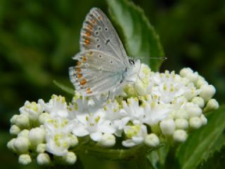 Anadolu okgzls (Polyommatus hyacinthus)