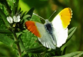 Turuncu Ssl (Anthocharis cardamines)