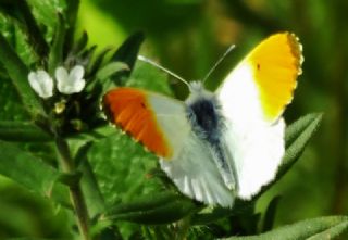 Turuncu Ssl (Anthocharis cardamines)