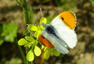 Turuncu Ssl (Anthocharis cardamines)