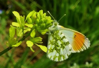 Turuncu Ssl (Anthocharis cardamines)