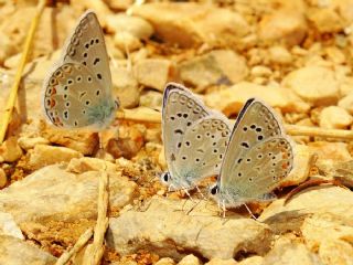 okgzl Kk Turan Mavisi (Polyommatus cornelius)