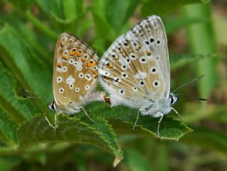 okgzl Anadolu illi Mavisi (Polyommatus ossmar)