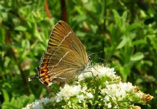 Karaaa Sevbenisi (Satyrium w-album)